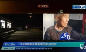 被东北虎咬伤的村民左手保住了，黑龙江勃利县回应：咬人老虎非必要不击毙，除非正伤人